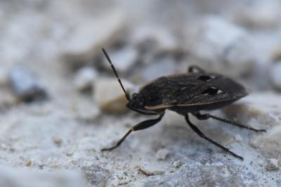<i>Graptopeltus lynceus</i>