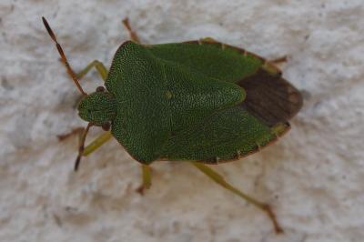 <i>Palomena prasina</i>