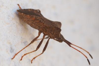 <i>Coreus marginatus</i>