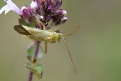 <i>Adelphocoris</i>