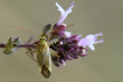 <i>Adelphocoris</i>