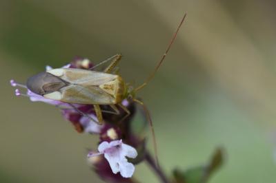<i>Adelphocoris</i>