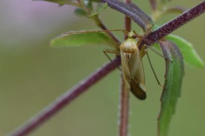 <i>Adelphocoris</i>
