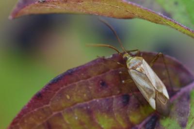 <i>Adelphocoris</i>