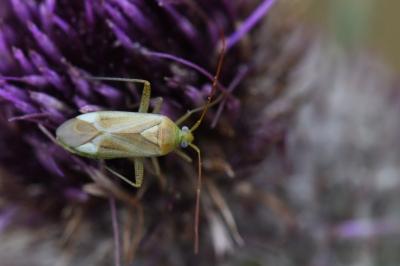 <i>Adelphocoris</i>
