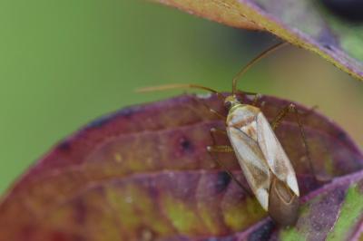 <i>Adelphocoris</i>