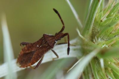 <i>Coriomeris denticulatus</i>