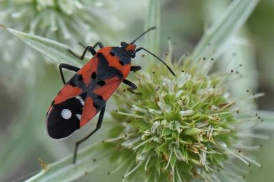 <i>Lygaeus equestris</i>