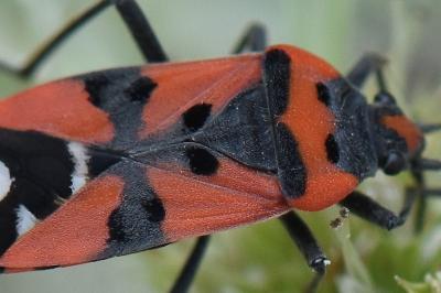 <i>Lygaeus equestris</i>