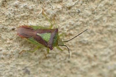 <i>Acanthosoma haemorrhoidale</i>