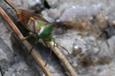 <i>Elasmostethus</i>
