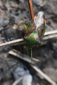 <i>Elasmostethus</i>