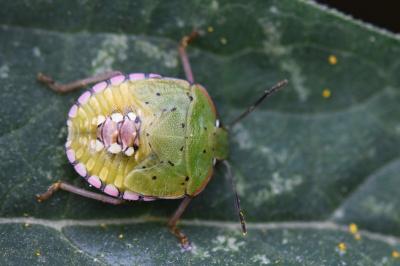 <i>Nezara viridula</i>