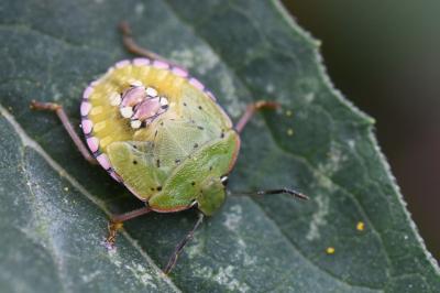 <i>Nezara viridula</i>