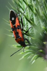 <i>Lygaeus equestris</i>