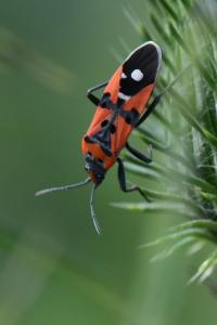 <i>Lygaeus equestris</i>
