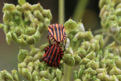 <i>Graphosoma italicum</i>