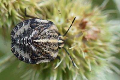 <i>Graphosoma italicum</i>