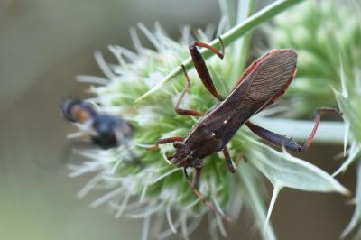 <i>Camptopus lateralis</i>