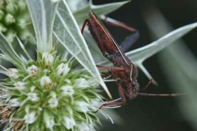 <i>Camptopus lateralis</i>