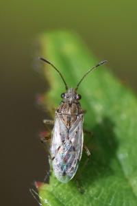 <i>Nysius</i>