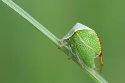 <i>Stictocephala alta</i>