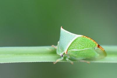 <i>Stictocephala alta</i>