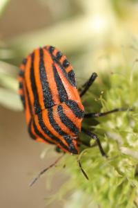 <i>Graphosoma italicum</i>