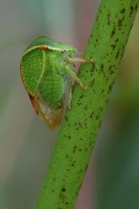 <i>Stictocephala alta</i>