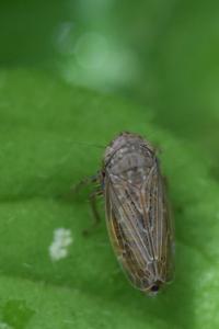<i>Conosanus</i>
