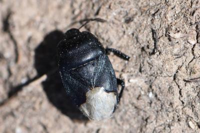 <i>Cydnus aterrimus</i>