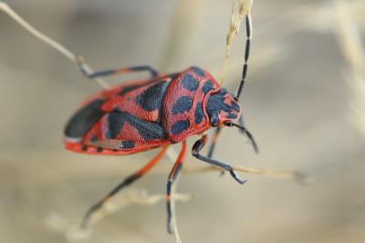 <i>Eurydema ornata</i>
