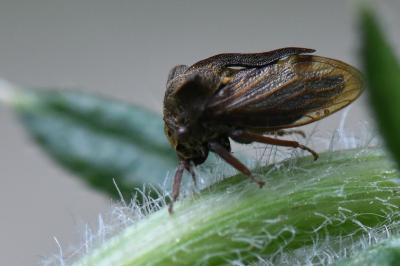 <i>Centrotus cornutus</i>