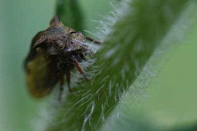 <i>Centrotus cornutus</i>