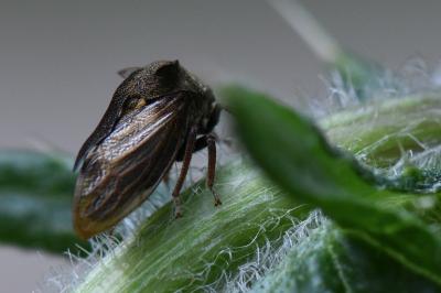 <i>Centrotus cornutus</i>