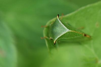 <i>Stictocephala alta</i>