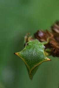 <i>Stictocephala alta</i>
