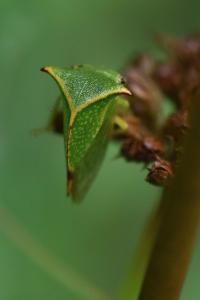 <i>Stictocephala alta</i>