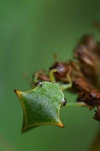 <i>Stictocephala alta</i>