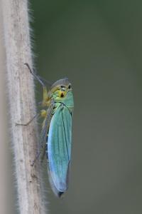<i>Cicadella viridis</i>