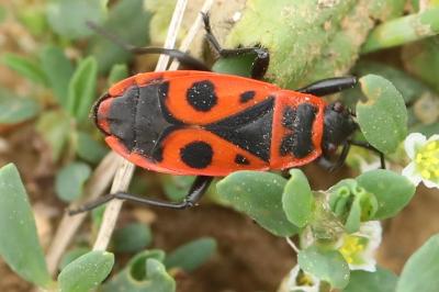 <i>Pyrrhocoris apterus</i>