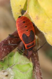 <i>Pyrrhocoris apterus</i>