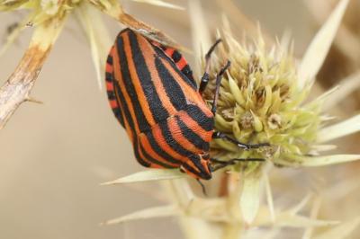 <i>Graphosoma italicum</i>