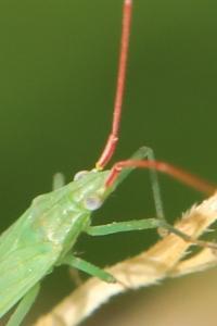 <i>Trigonotylus ruficornis</i>