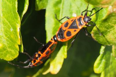 <i>Pyrrhocoris apterus</i>