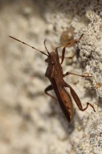 <i>Camptopus lateralis</i>