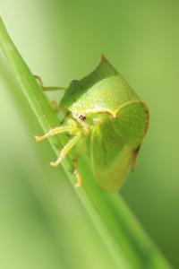 <i>Stictocephala alta</i>