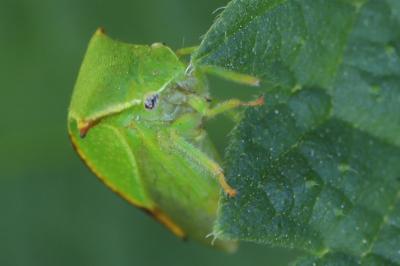 <i>Stictocephala alta</i>