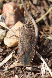 <i>Emblethis denticollis</i>