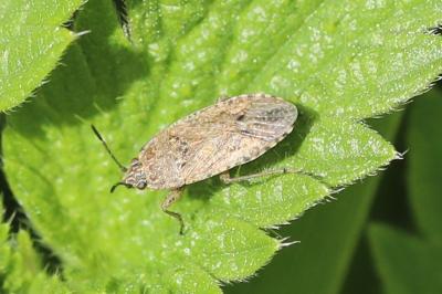 <i>Emblethis denticollis</i>